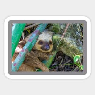 Adorable Sloth Sticker